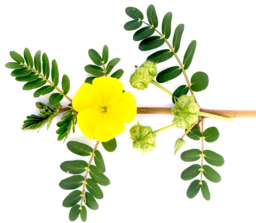 Feronex conține extract de Tribulus terrestris